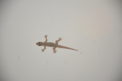 Hemidactylus platyurus