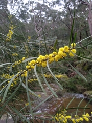 Acacia elongata