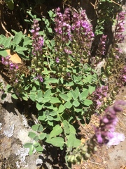 Teucrium salviastrum