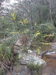 Acacia elongata