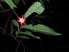 Uvaria grandiflora