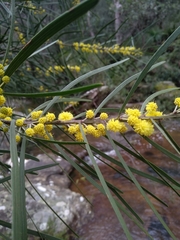 Acacia elongata