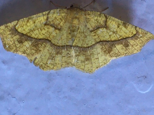 Periclina syctaria image