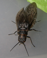 Sialis