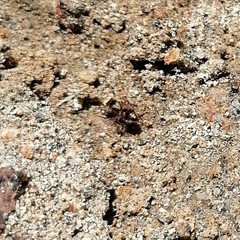Dasymutilla formosa