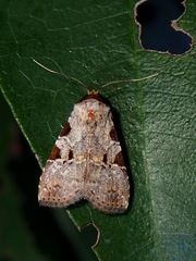 Chorsia