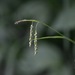 Carex gracillima - Photo 由 Sarah Bonnett 所上傳的 (c) Sarah Bonnett，保留部份權利CC BY-NC