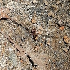 Dasymutilla formosa