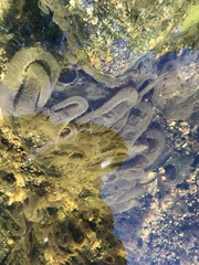 Neureclipsis bimaculata