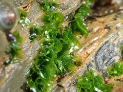 Ulva californica
