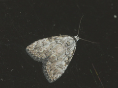 Meganola strigula