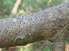 Cryphonectria parasitica