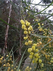Acacia elongata