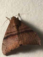 Ophisma