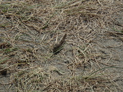 Angaracris barabensis
