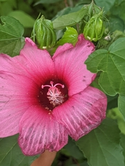 Hibiscus laevis
