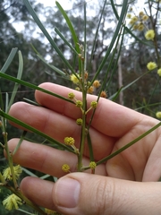 Acacia elongata