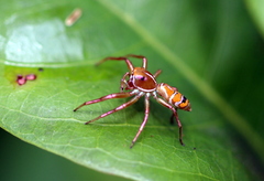 Cosmophasis bitaeniata