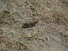 Angaracris barabensis