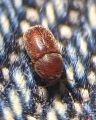 Plesiocis cribrum