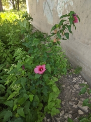 Hibiscus laevis