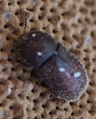Plesiocis cribrum