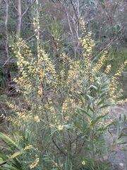 Acacia elongata