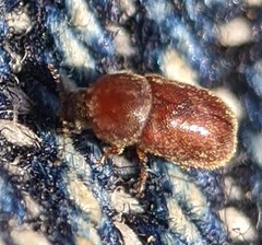 Plesiocis cribrum