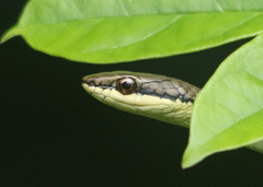 Dendrelaphis calligaster