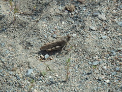 Bryodemella tuberculata