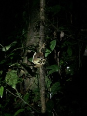 Osteocephalus yasuni