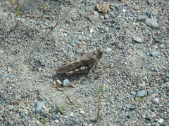 Bryodemella tuberculata