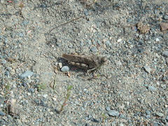 Bryodemella tuberculata