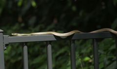 Dendrelaphis calligaster