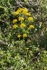 Opopanax chironium