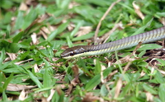 Dendrelaphis calligaster