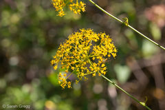 Opopanax chironium