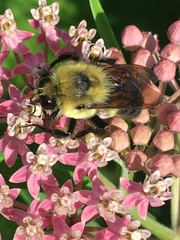Bombus griseocollis