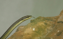 Dendrelaphis calligaster