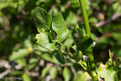Opopanax chironium
