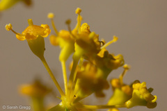 Opopanax chironium
