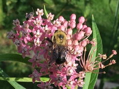Bombus griseocollis