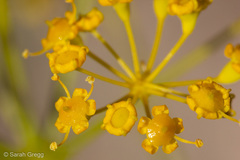 Opopanax chironium