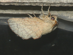 Phyllodesma suberifolia