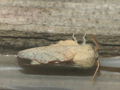 Phyllodesma suberifolia