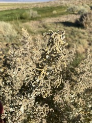 Atriplex torreyi