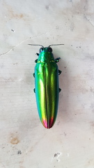 Chrysochroa fulminans