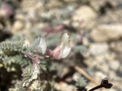 Astragalus monoensis
