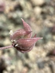 Astragalus monoensis
