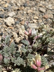 Astragalus monoensis